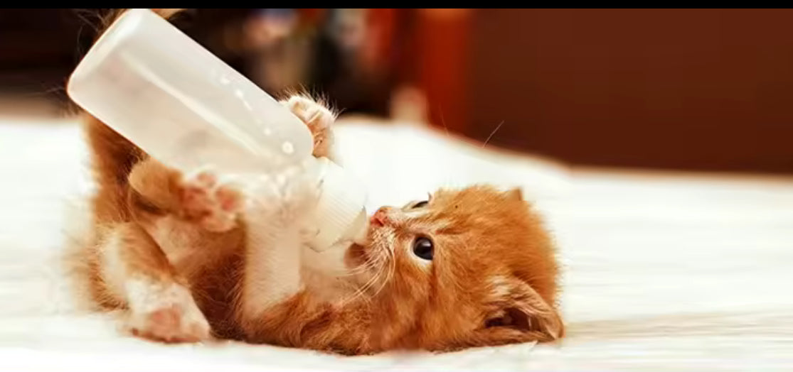Kit d’Alimentation pour Chatons – Biberon, Seringues & Accessoires de Soins