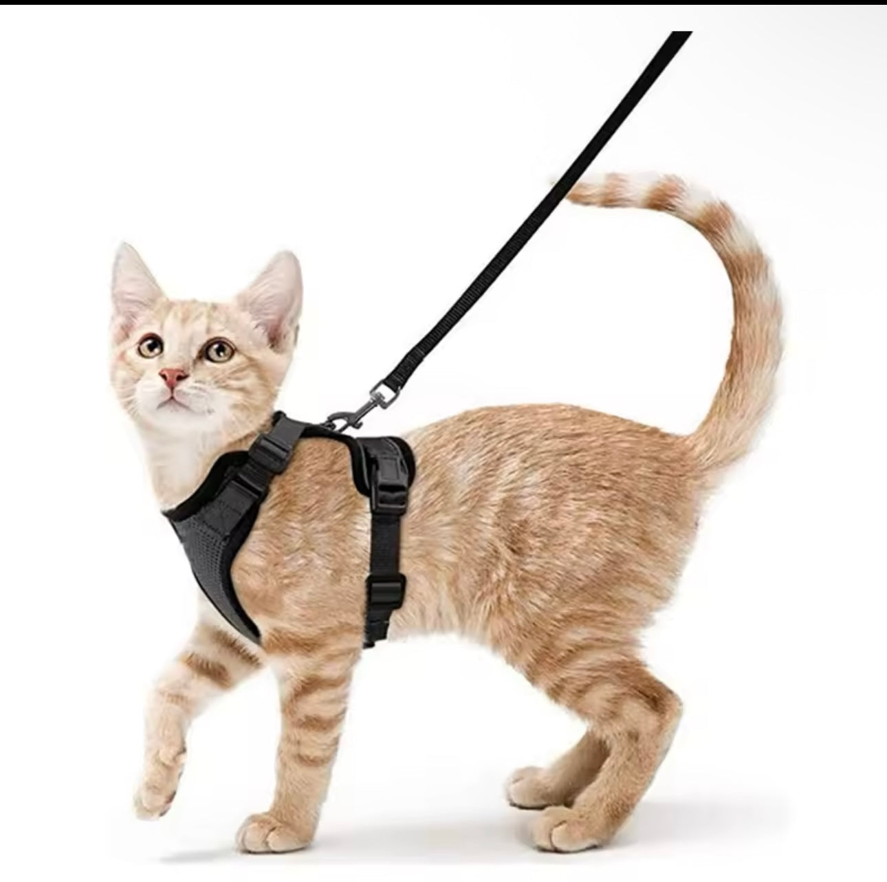Harnais et laisse pour chat pour la marche, harnais de gilet doux et réglable anti-fuite pour chats.