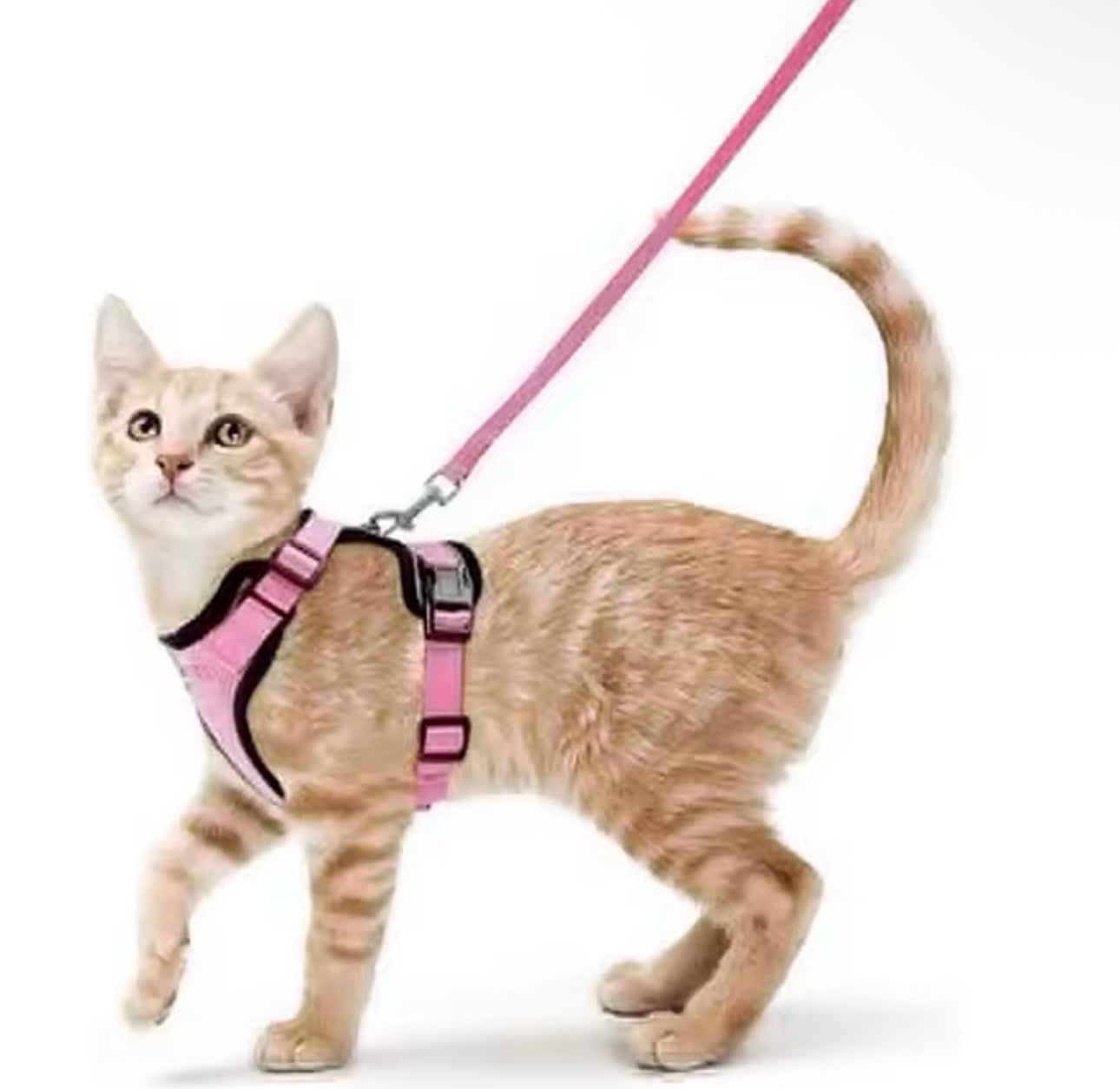 Harnais et laisse pour chat pour la marche, harnais de gilet doux et réglable anti-fuite pour chats.